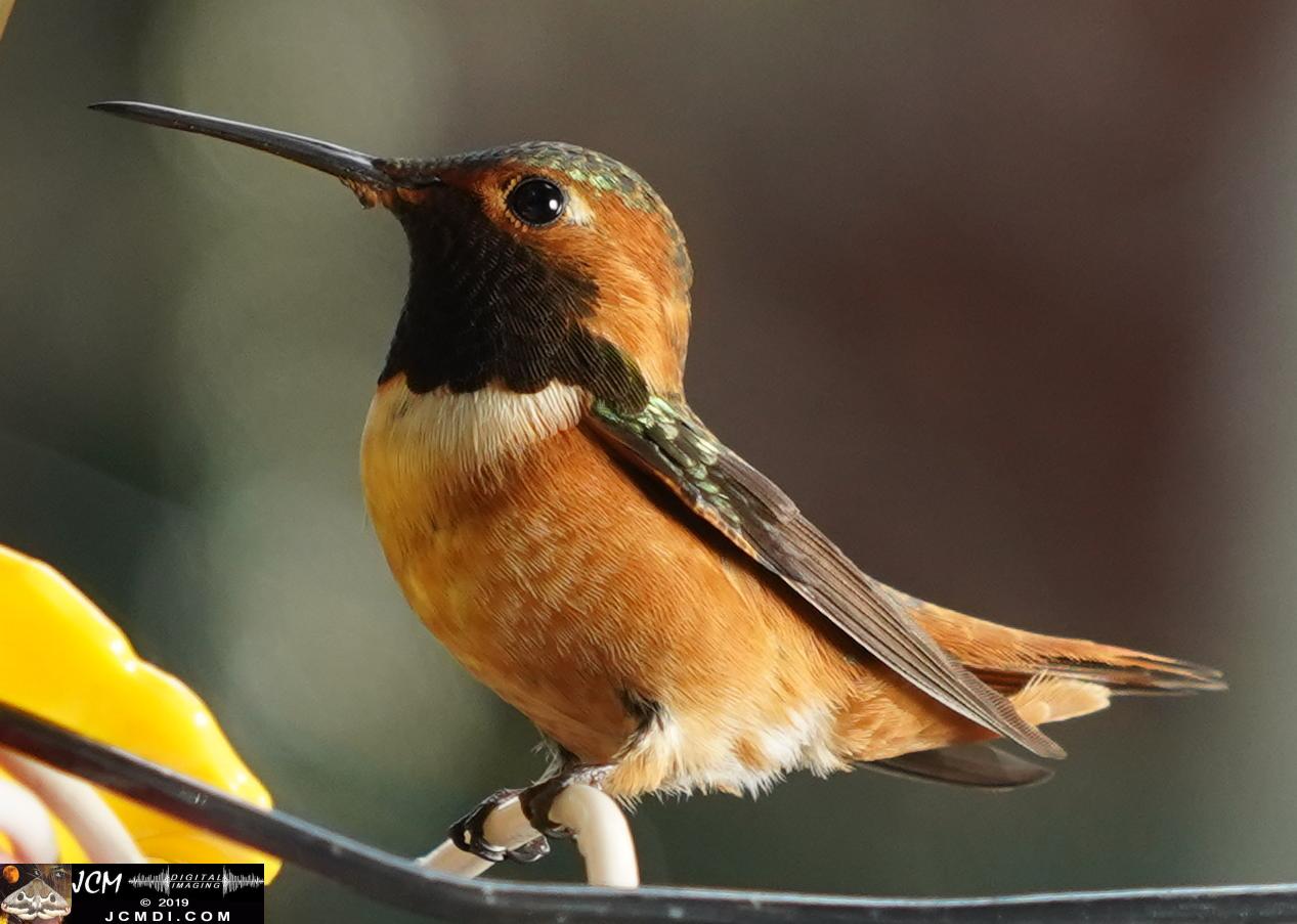 Allens Hummingbird male